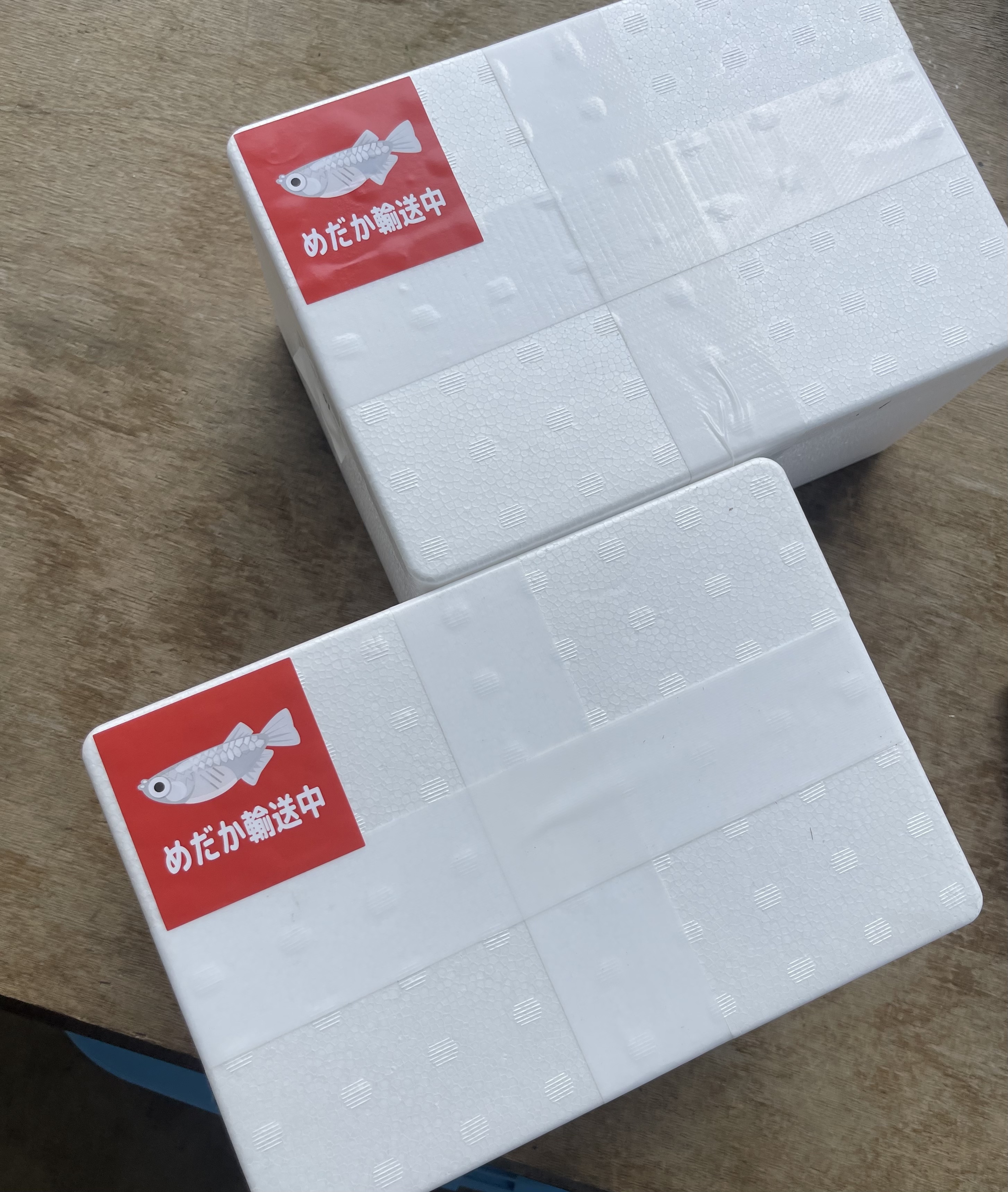 [メダカ販売] メダカの発送方法 （発泡スチロールをゲットしよう！）