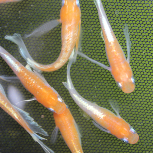 オレンジみゆきメダカ - 5匹セット 亀田養魚
