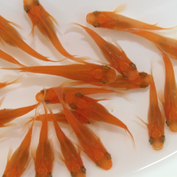 楊貴妃メダカ S~Mサイズ 10匹セット 亀田養魚