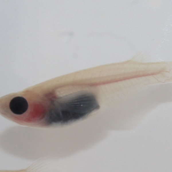 パンダメダカ(上見パンダ) S~Mサイズ5匹セット 亀田養魚