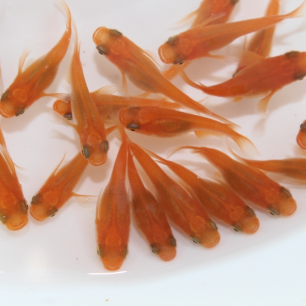 楊貴妃メダカ(少量ダルマ系入り) S~Mサイズ 100匹セット 亀田養魚