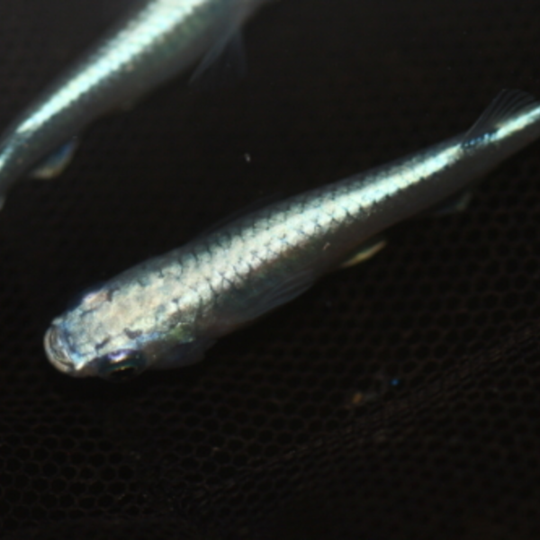 みゆきメダカ S~Mサイズ100匹セット 亀田養魚