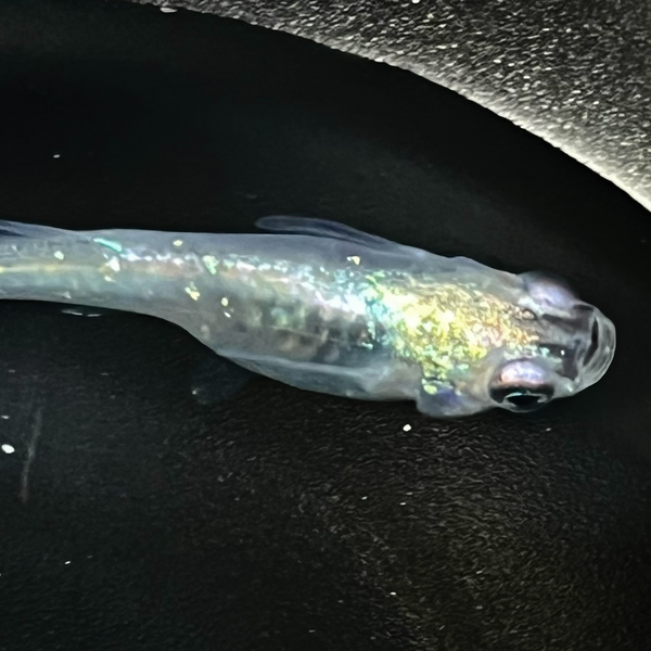 紫陽花（あじさい）　2ペア＋予備 ほにメダカ