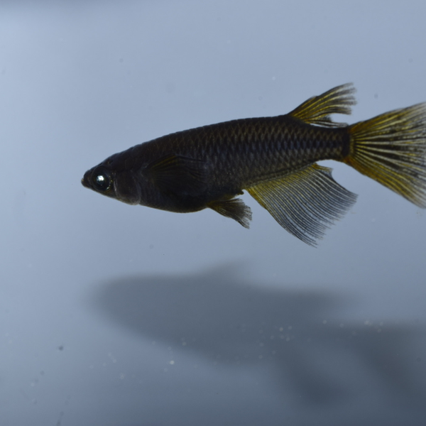 メダカ成魚|めだか横丁|メダカ屋さん支援プラットフォーム