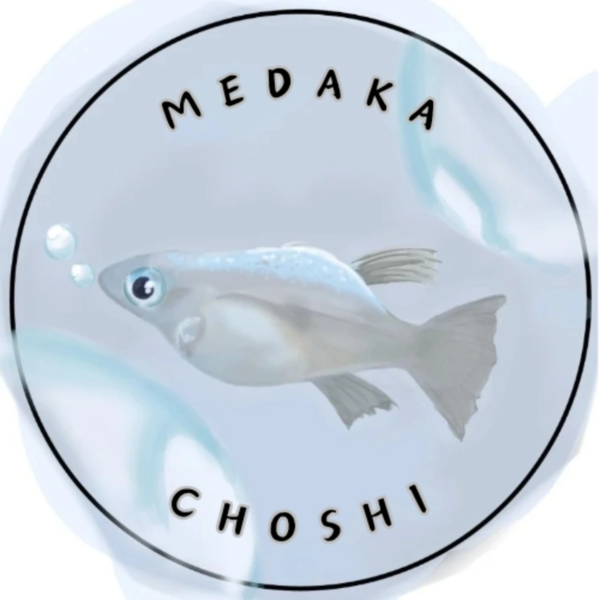 メダカ-銚子　きむら整骨院