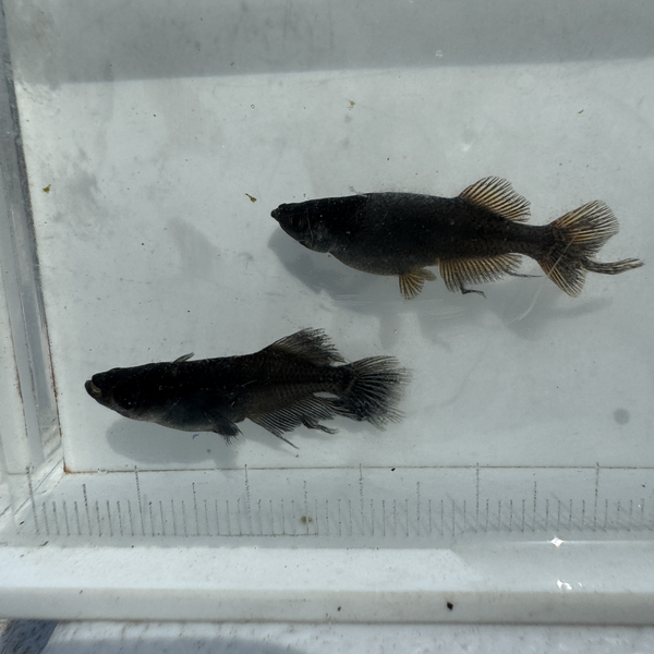 吽形 おおいた水辺のラボ〜わたあめ〜