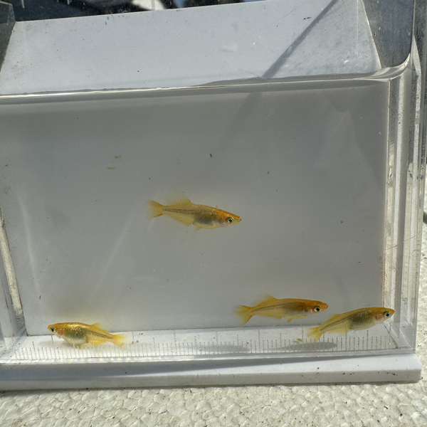【極上】レモンスカッシュ 2ペア おおいた水辺のラボ〜わたあめ〜
