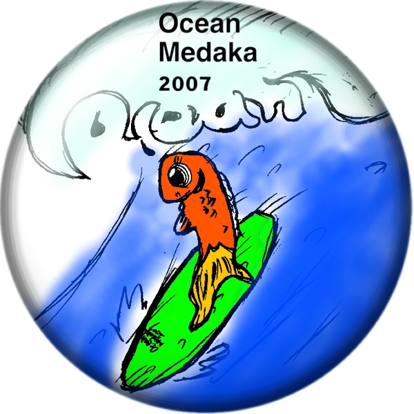 オーシャンメダカ（Ocean medaka）