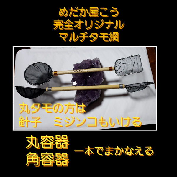 マルチタモ めだか屋こう