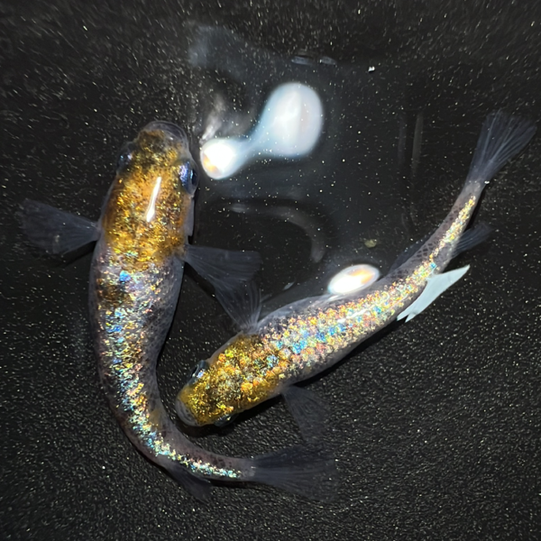 【さえり】ｵﾘｼﾞﾅﾙ品種 陽嵐ノ巫女　1ペア 若魚 さえり