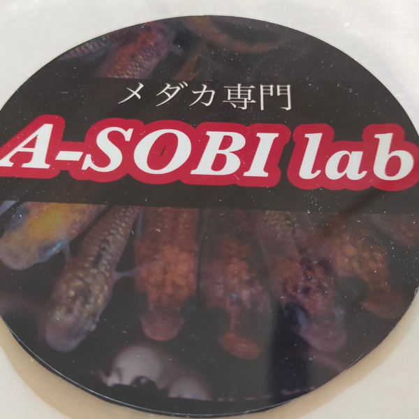 昆虫　めだか専門　A-SOBIlab-アソビラボ- 
