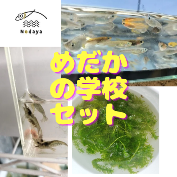 メダカの学校セット Nodaya